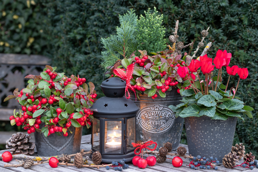 Cyclamen in a winter display