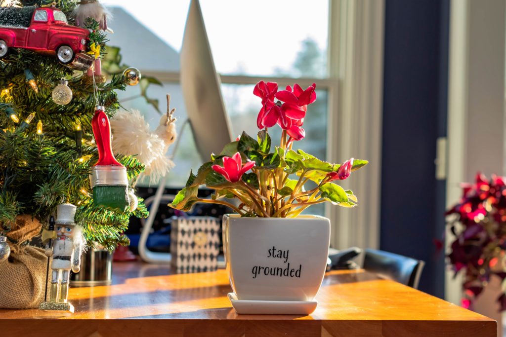 Cyclamen: an underrated winter flower with striking character