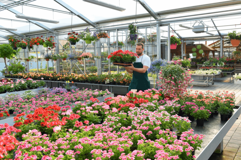 Flower producers in Romania: a lesson from Australia that should make us think