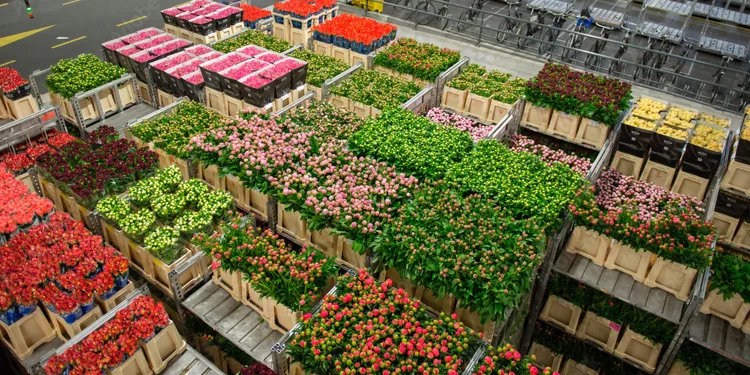 What is Royal FloraHolland and why does it matter to the flower industry?